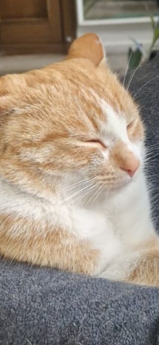 Найден домашний котик.