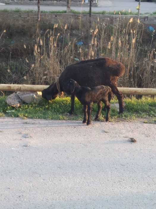 Ona bola qòylar sotiladi