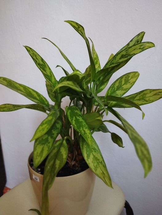 Продам цветы комнатные