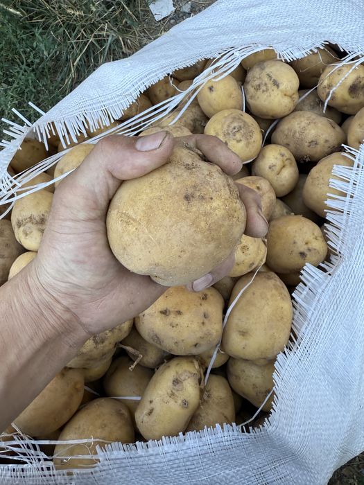 Картошка с Павлодара