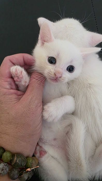 Котенок, кошка, девочка 6 недель