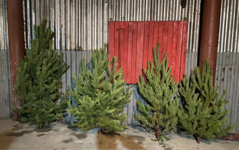 Сосны новогодние !!!