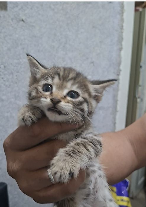 Отдам даром в добрые руки