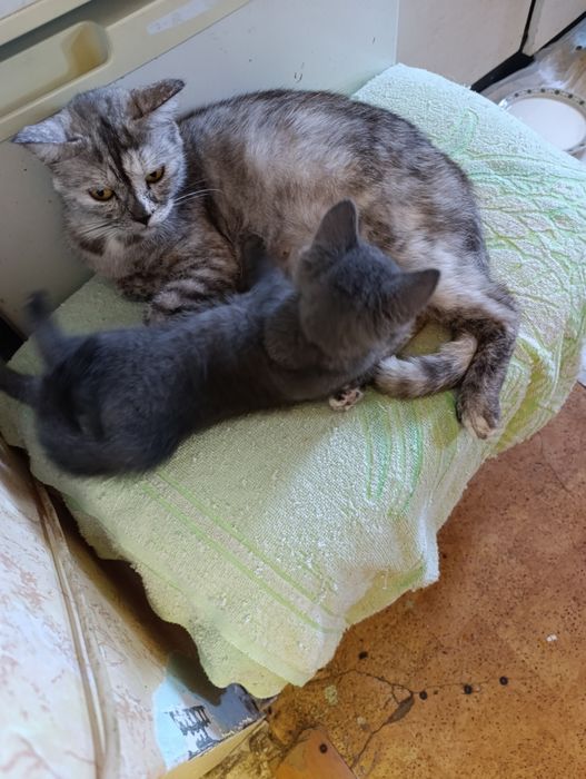 Котята Шотландские