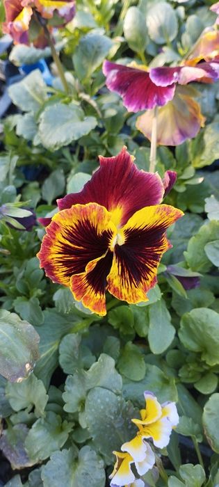 Продавам теменужки