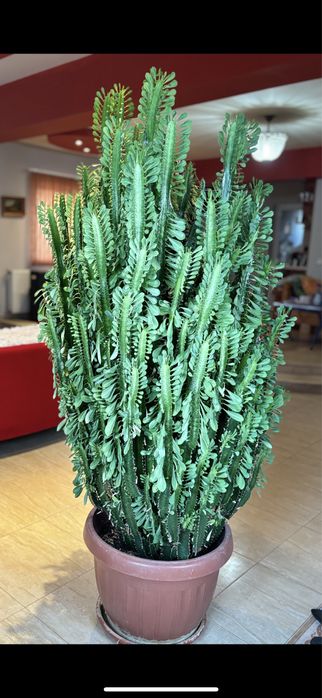 Кактус 1,90 висок