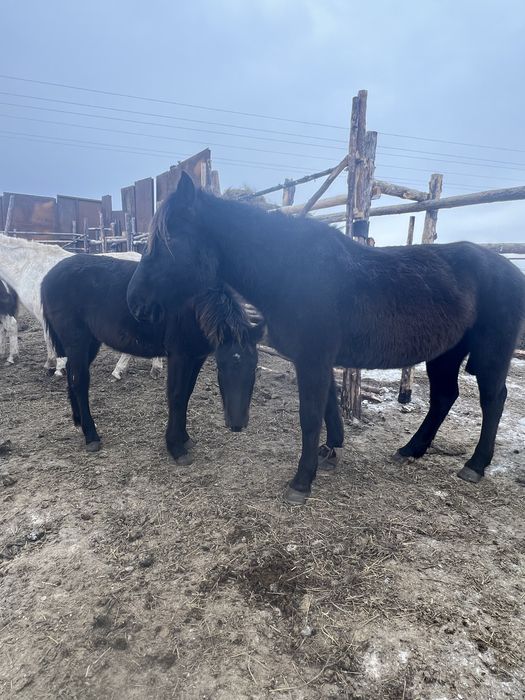 Продам две жеребые кобылы