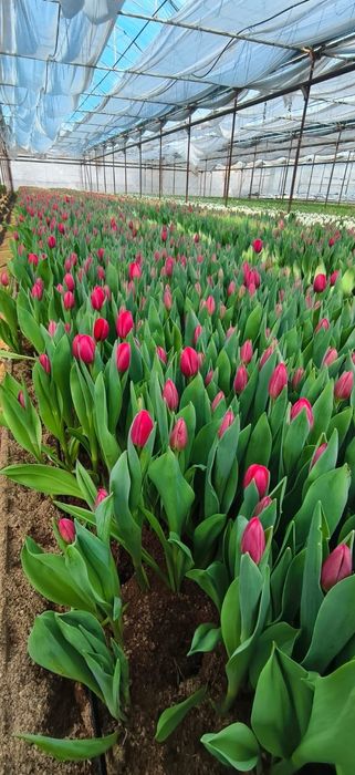 Качественные Тюльпаны оптом! Голландская луковица.