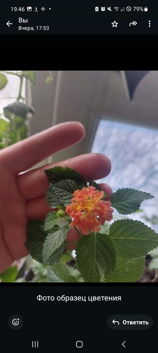 Комнатные цветы разные