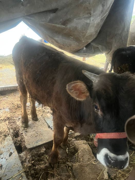 Продаю бычка хорошего