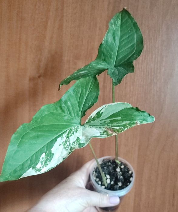 Сингониумы- растения комнатные