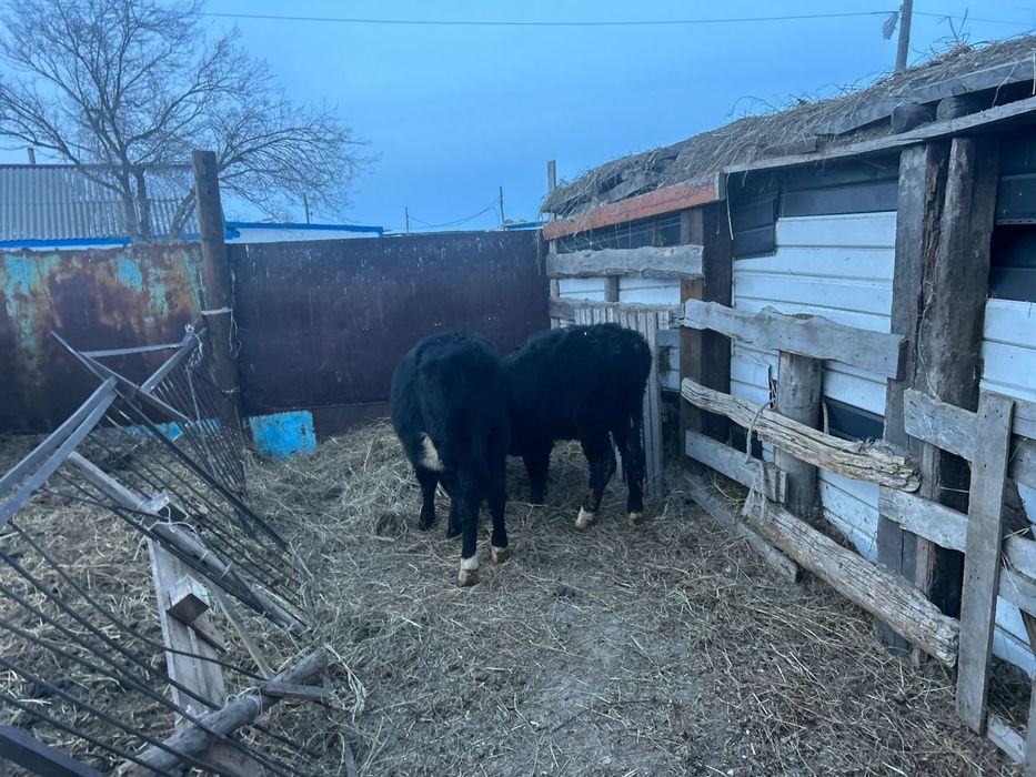 Продам тёлок 6 голов