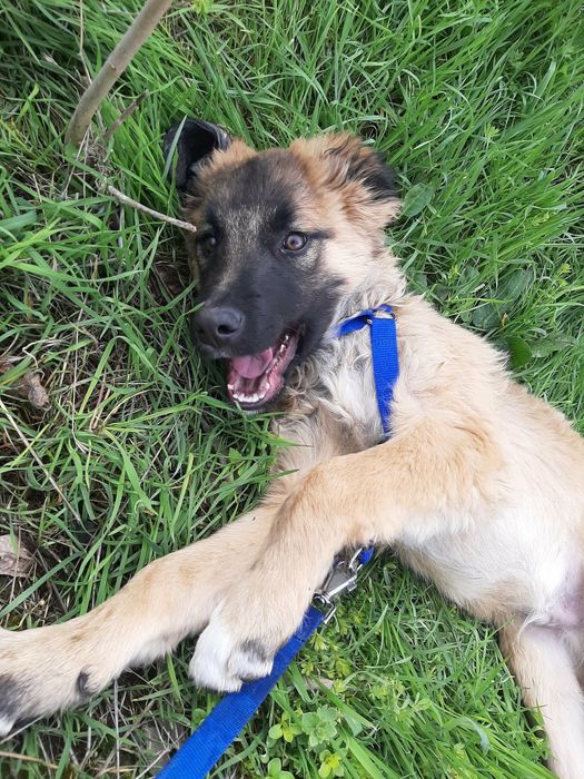 Мъжко кученце на 4-5 месеца търси спешно дом!