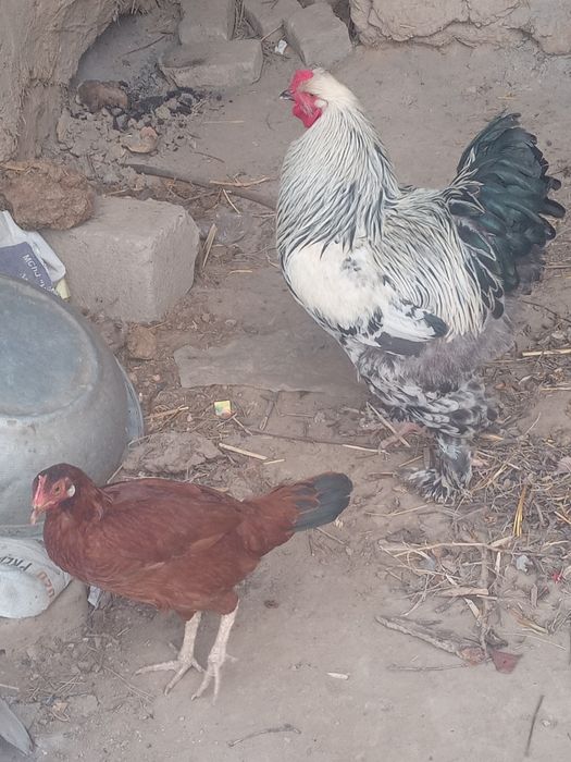 Брама Хуроз сотилади соглом