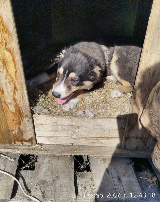 Пристраевается  щенок