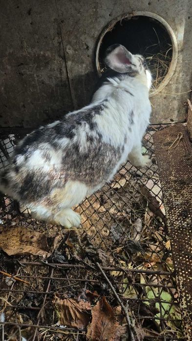 De vanzare o iepuroaica