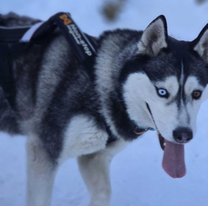 Потерялась собака Хаски