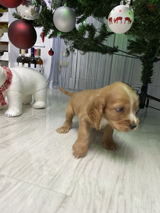 Cocker Spaniel disponibil