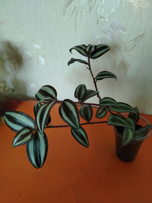 Продам комнатные цветы