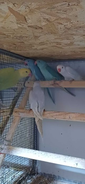 Vând perusi pui,maturi cântatori nimfe kakariki rosella  turturele .