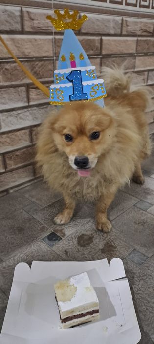 Продаётся Немецкий шпиц