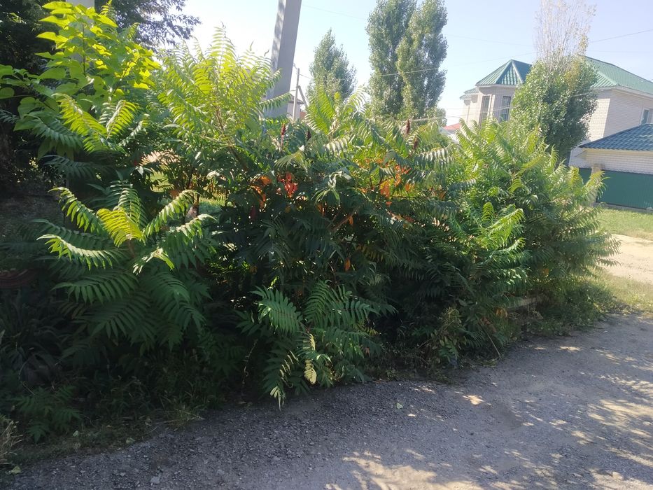 Сумах Уксусное дерево