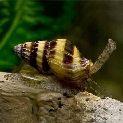 Gupy,plante,Ancistrusi , melci pomacea