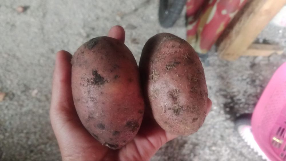 Продам картошка красная