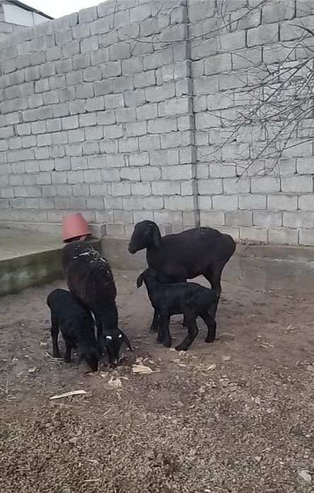 Куй qo'y сотилади она бола