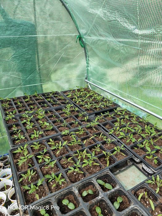 Разсад домати с уникални вкусови качества