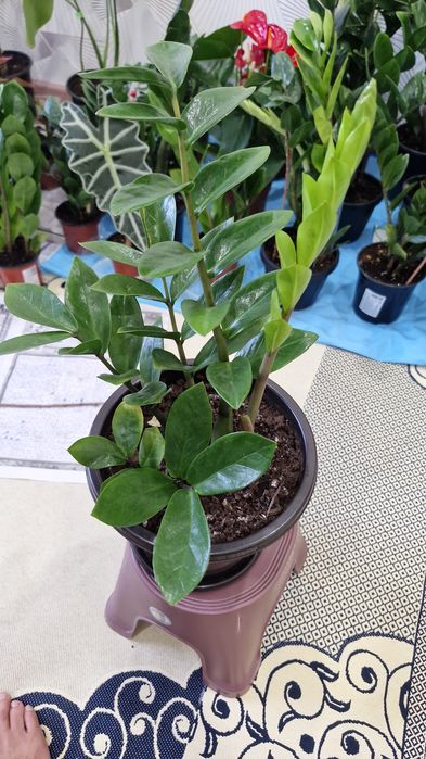 Комнатные цветы разные