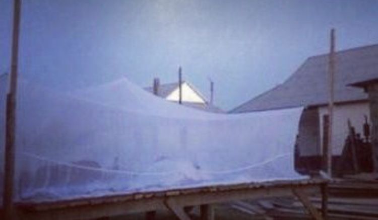 Масахана (накомарник)