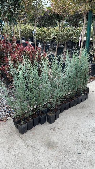 Аризонка кипарис 50-70 см