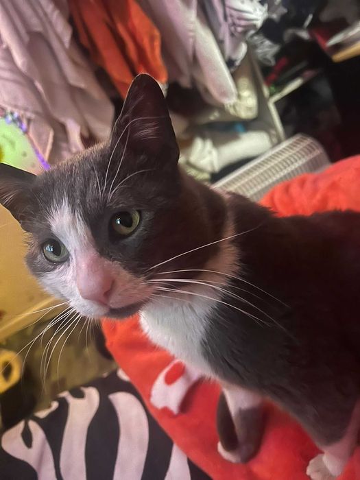 Adoptie motan Grinisor