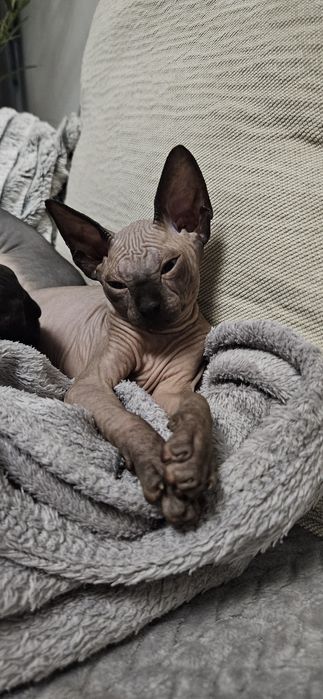 Vand puiuț de sphynx