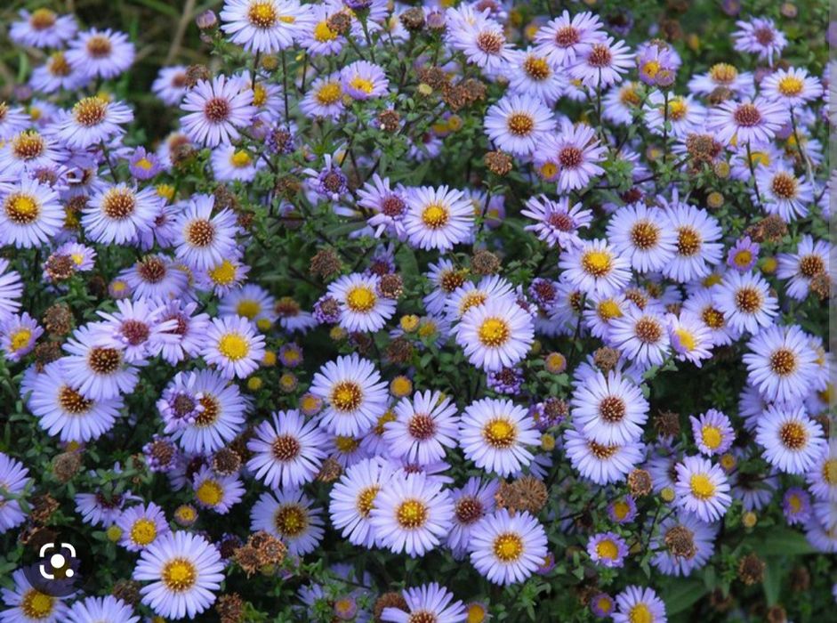 Продаю рассаду садовую