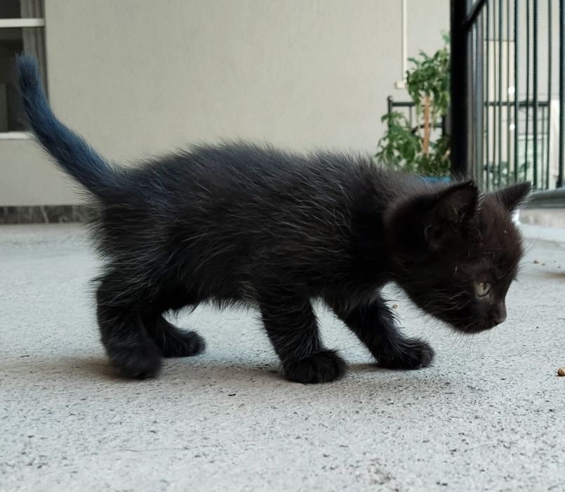 Котята, отдам бесплатно