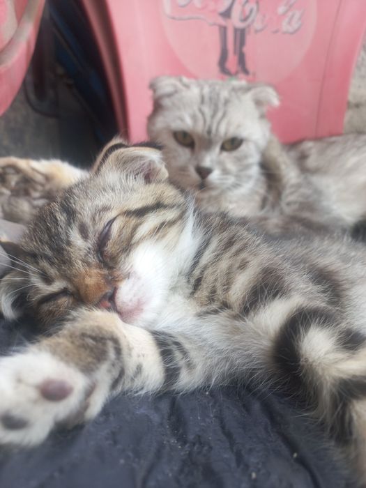 Девочка вислоушечка