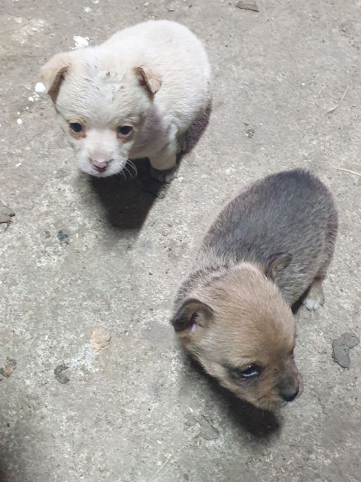 Donez catei talie mica