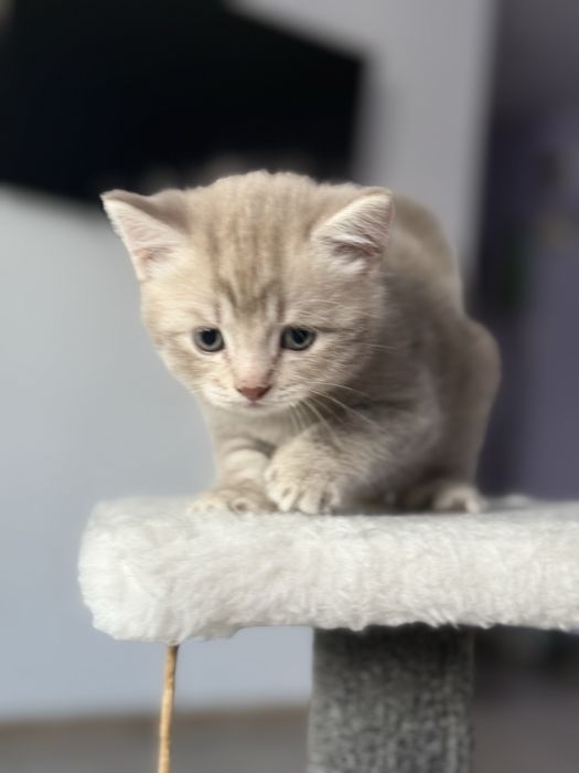 Котята британцы мальчики