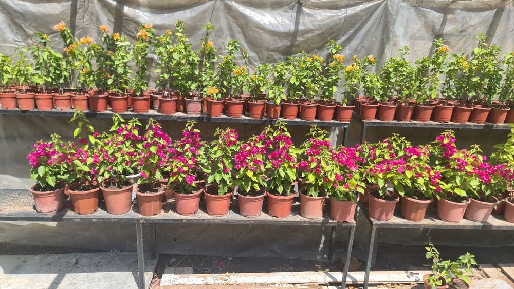 Bugunvelia gullari sotiladi