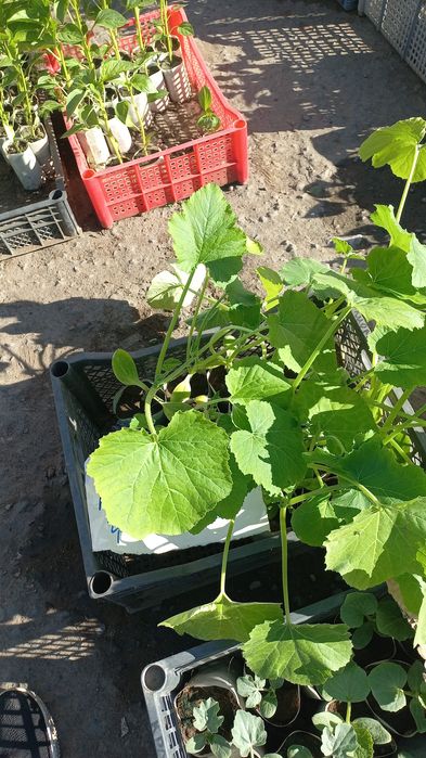 Продам саженцы ,рассаду(помидоры,огуцы и др.),цветы,саженцы малины и к
