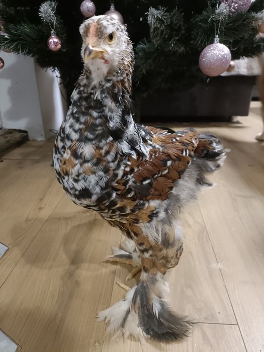 Pui Brahma Splash , Portelan