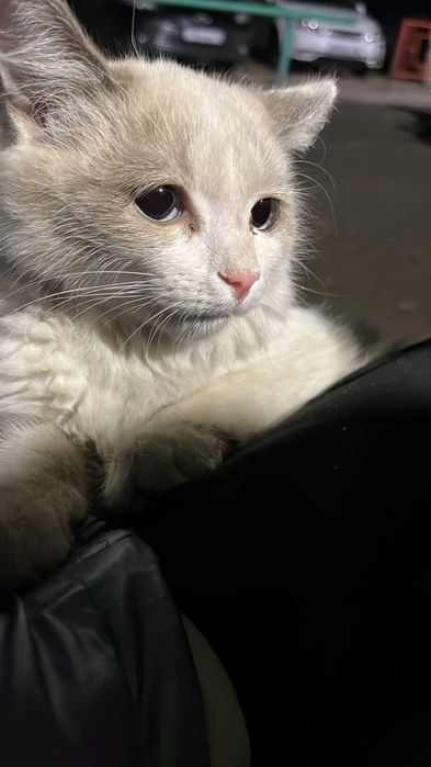 Симпатичные  КОТЯТА