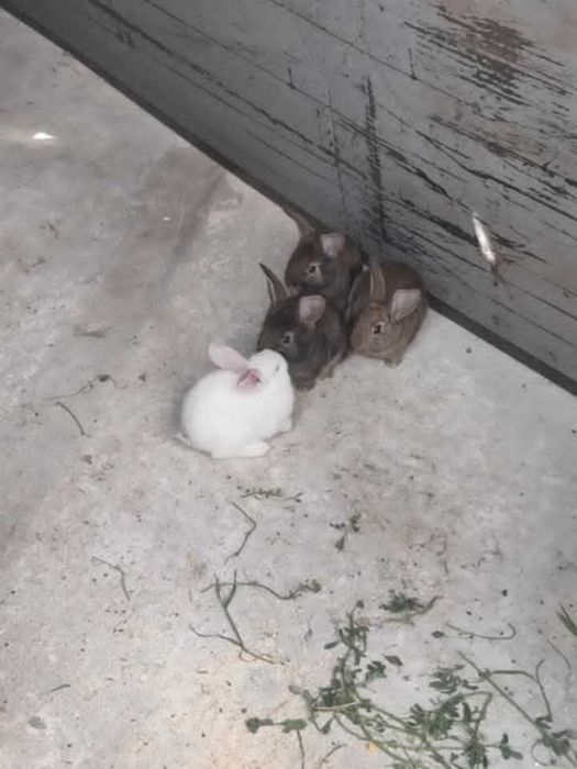 vand iepurasi cu varsta de 2 luni