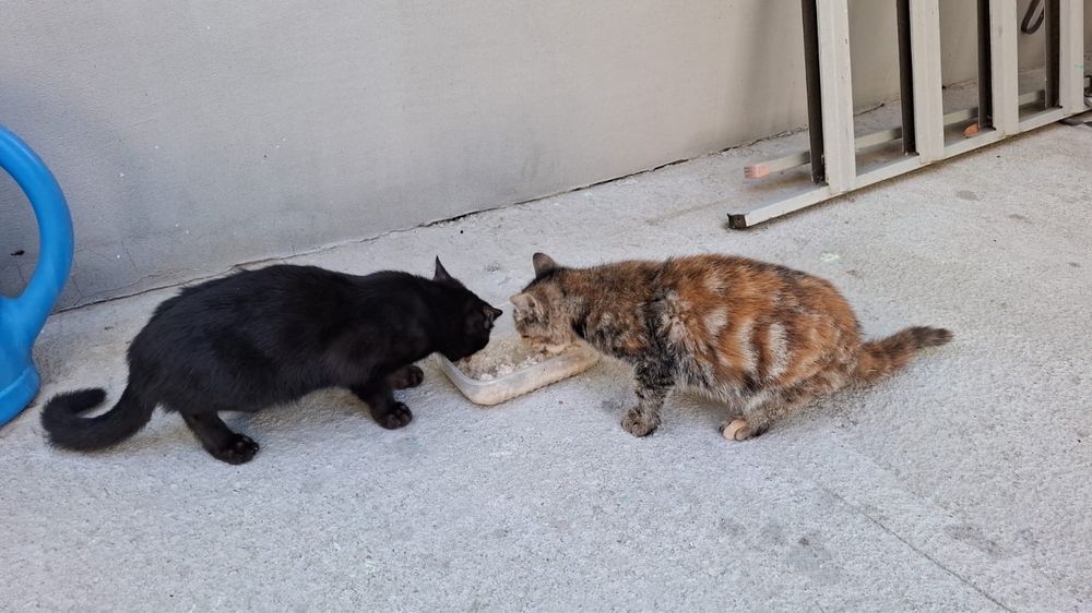 Котов в добрые руки