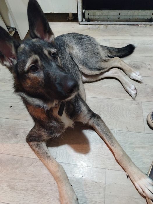 отдам в добрые руки