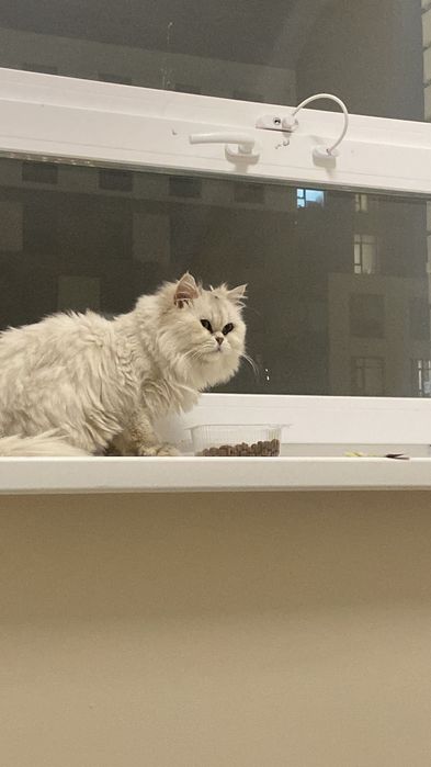 Отдам кота бесплатно