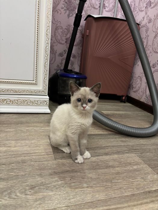 Котенок в добрые руки