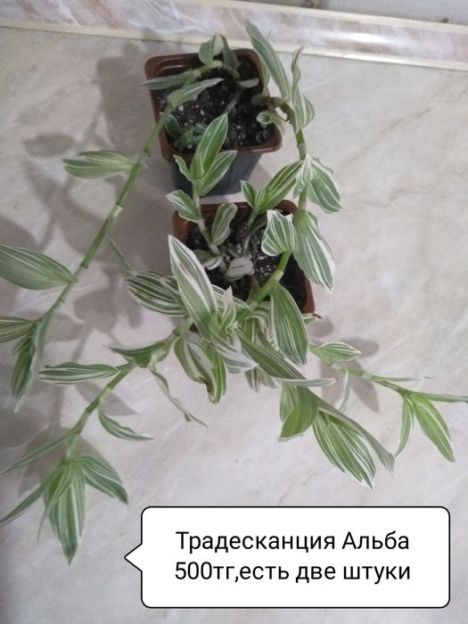 Традесканция, Пеларгония